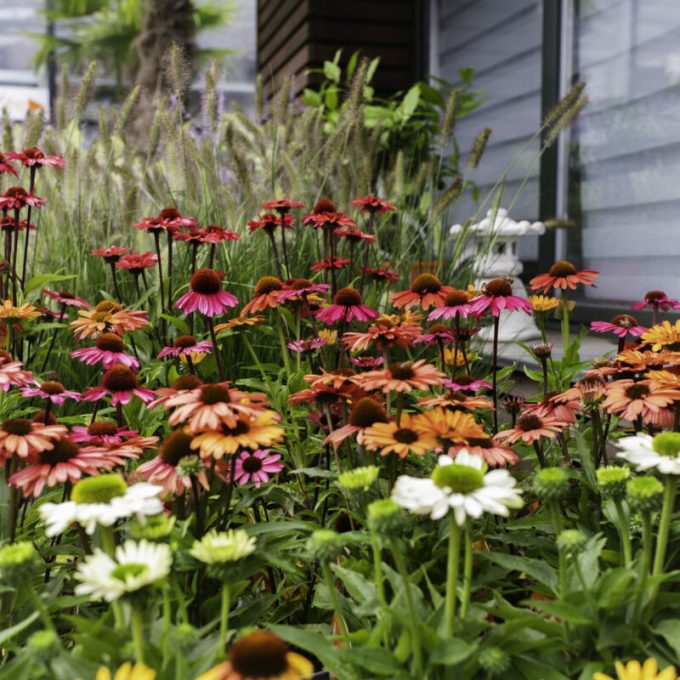 Jardinerie - Pepinière la gaume