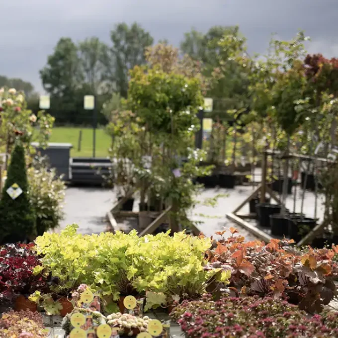 Jardinerie - Pepinière la gaume